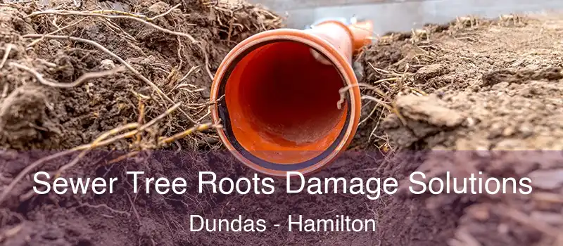 Sewer Tree Roots Damage Solutions Dundas - Hamilton
